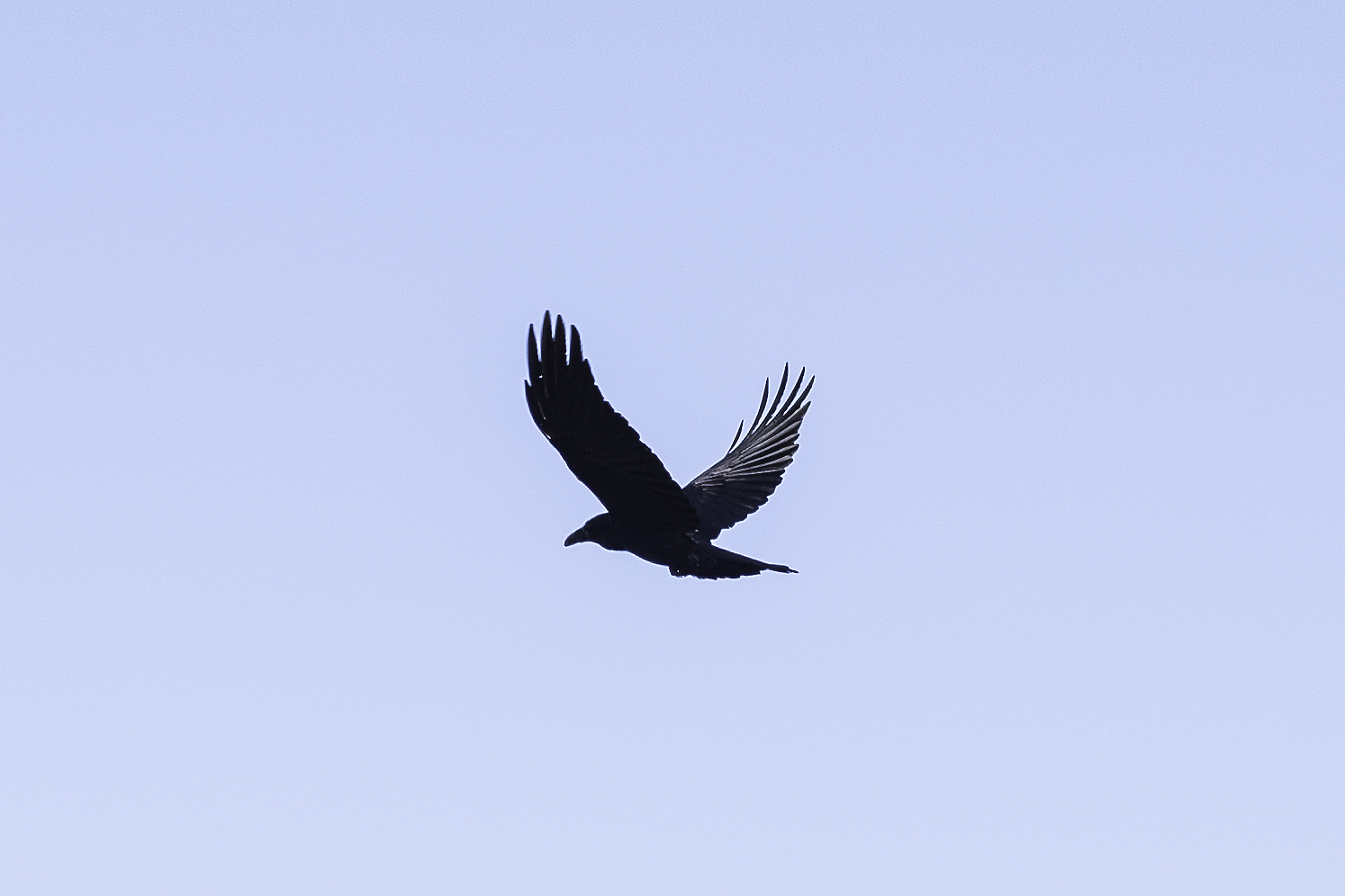 The Book of Job and the Raven - October 2026 Lecturer's Report